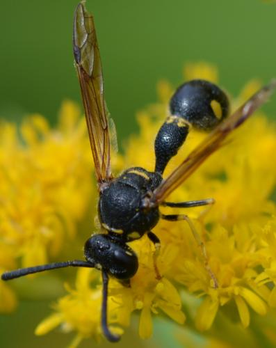 Réf. 268 868 : Eumenes coronatus